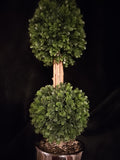 Botanical Cylinder Double Tree Bush Planter