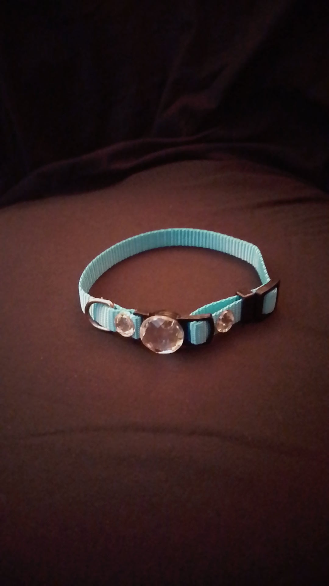 Crowned Walk  Gleam Jeweled Pet Collars