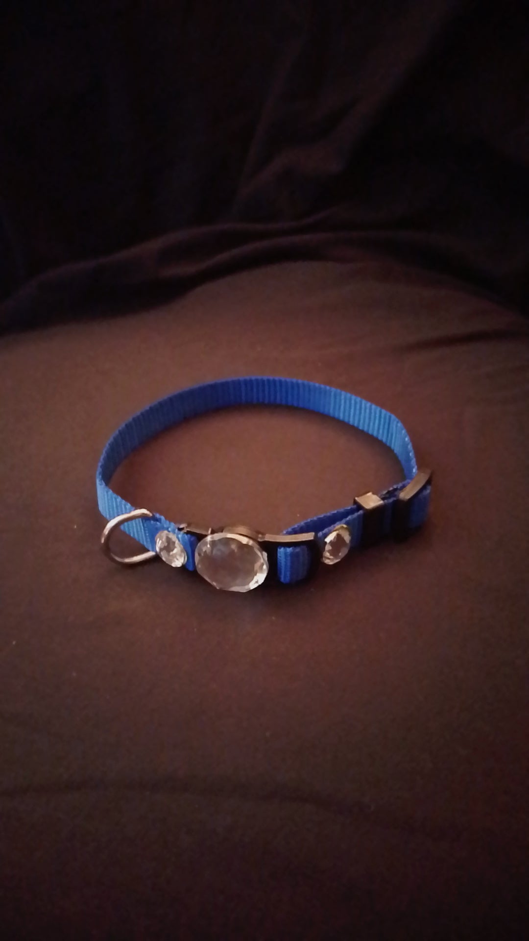 Crowned Walk  Gleam Jeweled Pet Collars